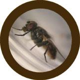 House Fly (Musca Domestica)