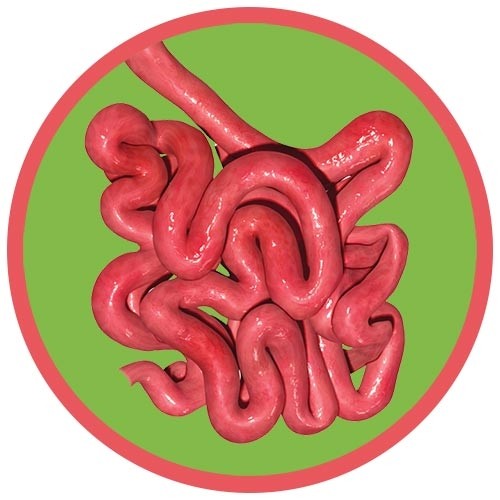 Small Intestine