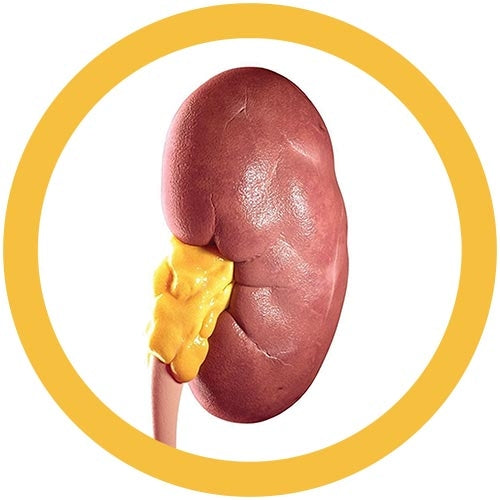 Kidney