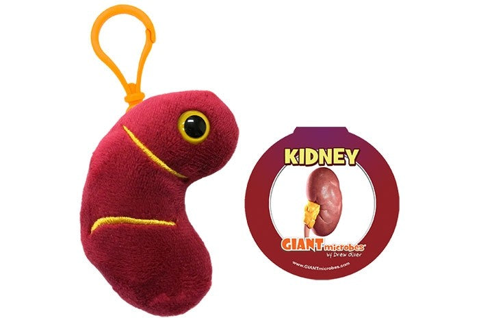 Kidney key chain