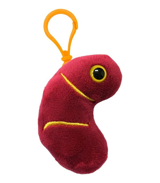 Kidney key chain