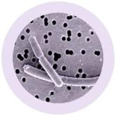 Probiotics Pack