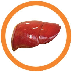 Liver key chain