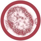 Vaccine Pack 1: MMR