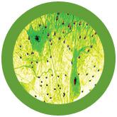 Nerve Cell key chain