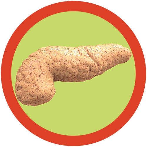 Pancreas key chain