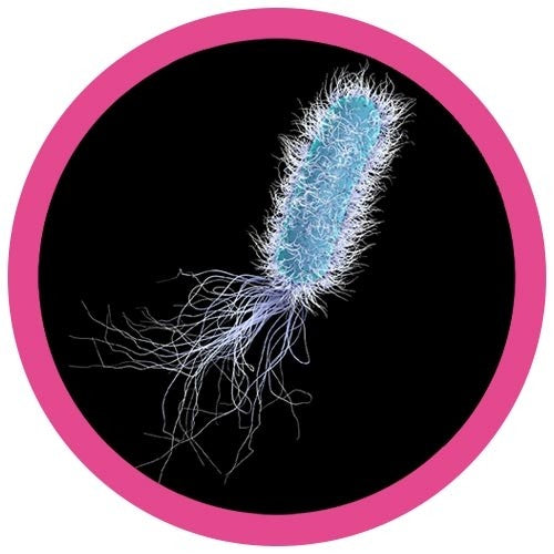 Pseudomonas aeruginosa