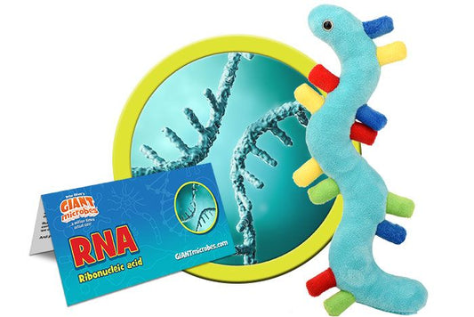RNA (Ribonucleic Acid)