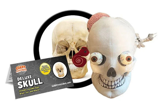 Deluxe Skull with With Hidden Organs