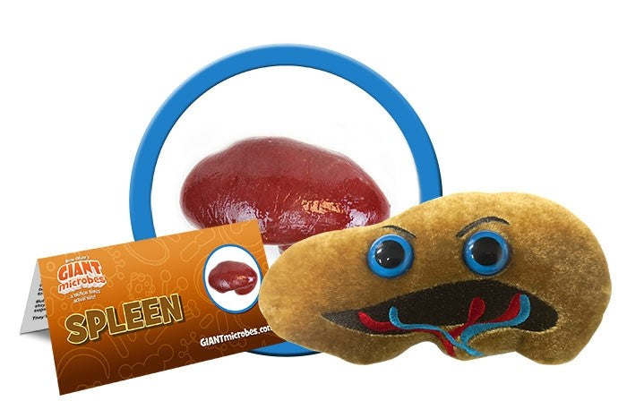 Spleen