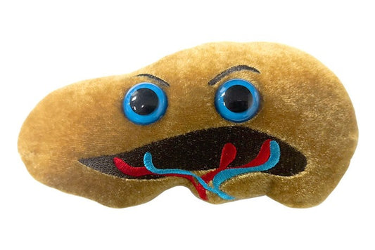Spleen