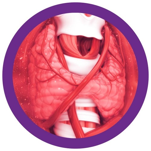 Thryoid