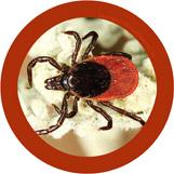 Tick