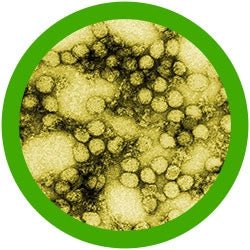 Yellow Fever (Yellow Fever Virus)
