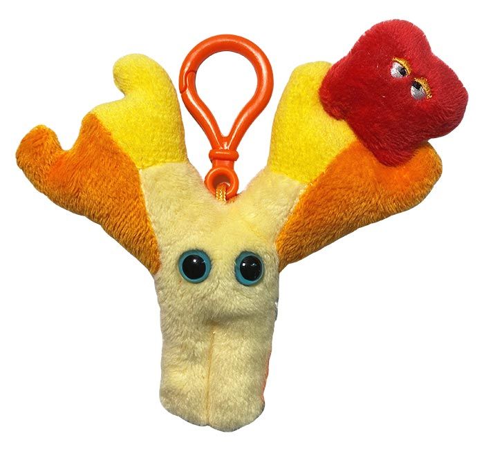 Antibody key chain