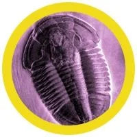 Trilobite (Asaphiscus Wheeleri)