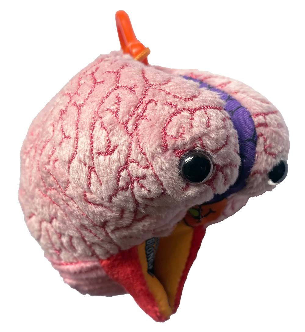 Brain Model key chain