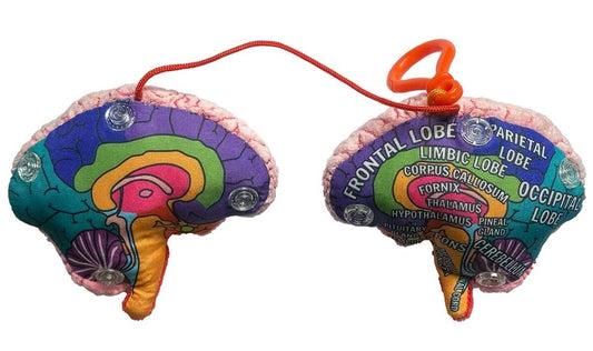 Brain Model key chain
