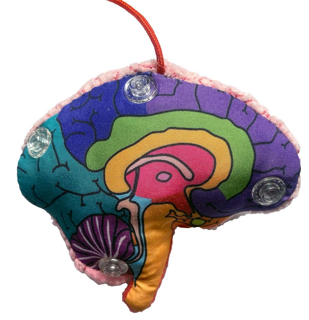 Brain Model key chain