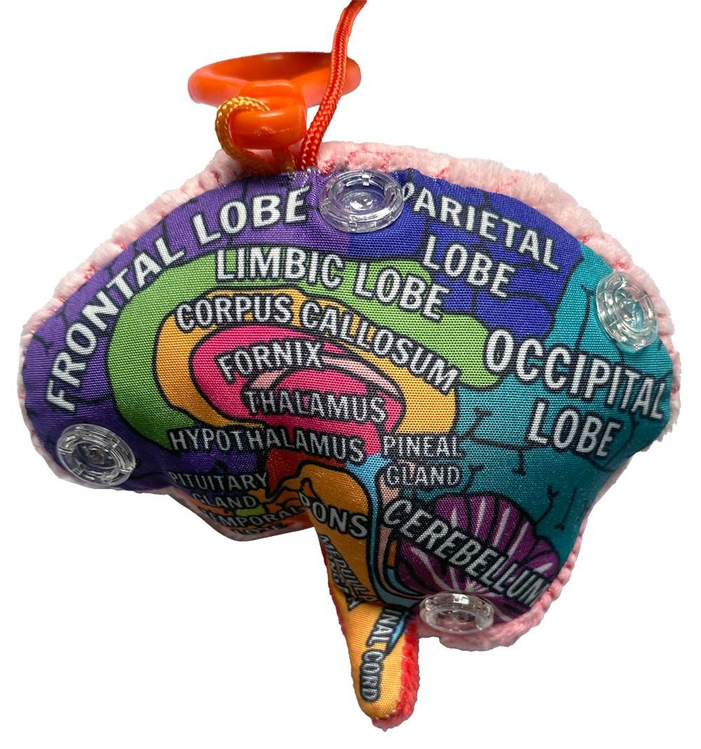 Brain Model key chain