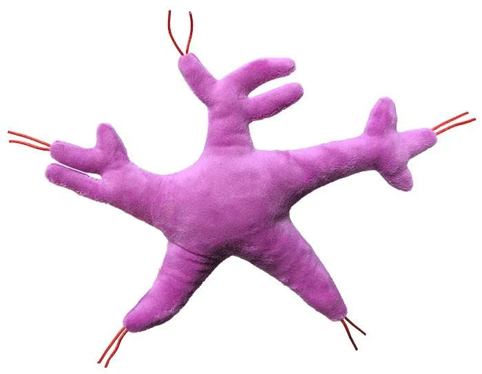 Glial Cell (Astrocyte)