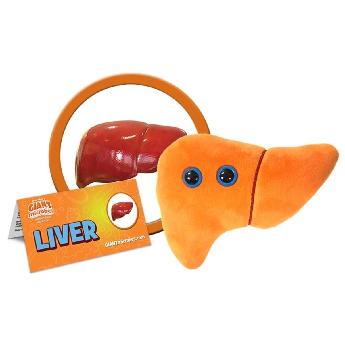 Liver