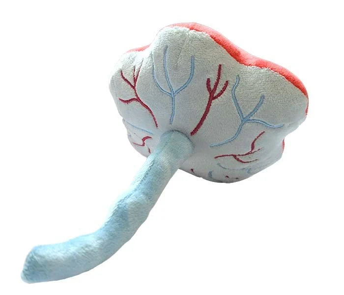 Placenta