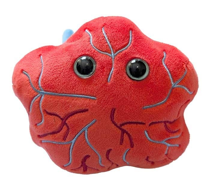 Placenta