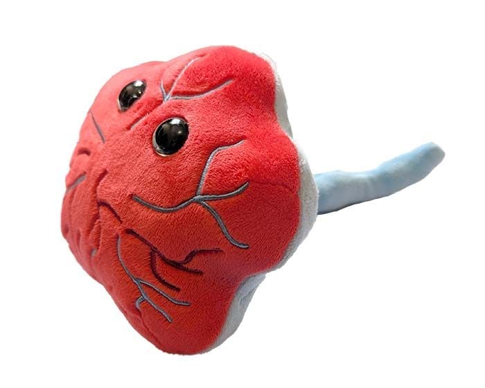 Placenta