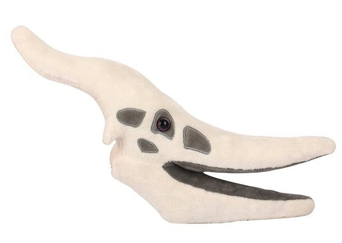 Pteranodon Skull
