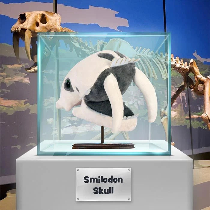 Smilodon Skull (Saber-Toothed Tiger)