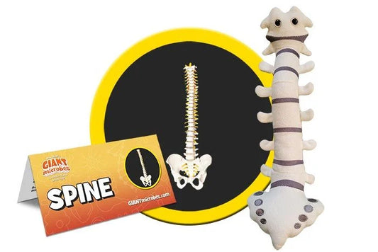 Spine