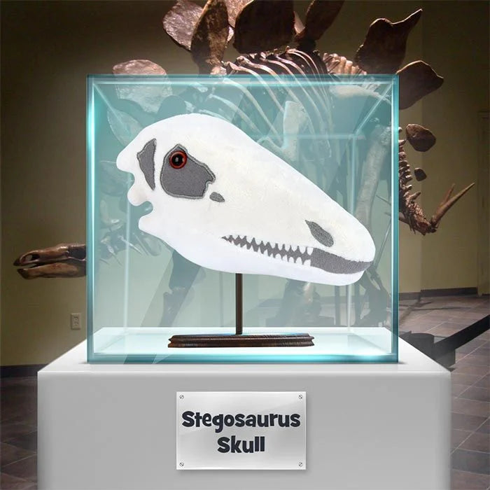 Stegosaurus Skull