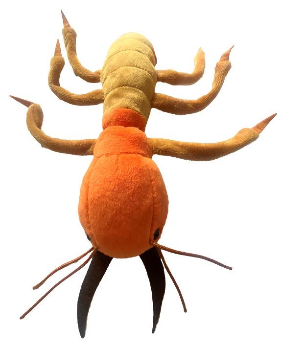 Termite