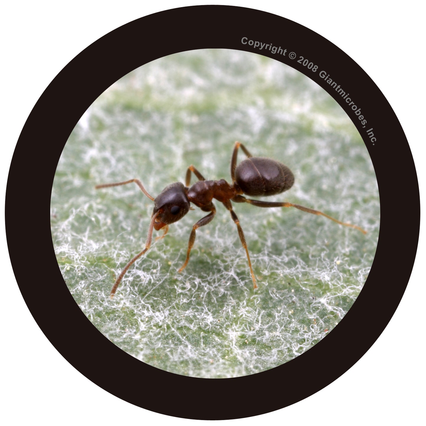 Black Ant (Lasius Niger)