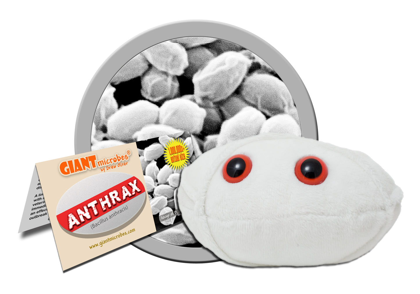 Anthrax (Bacillus Anthracis)
