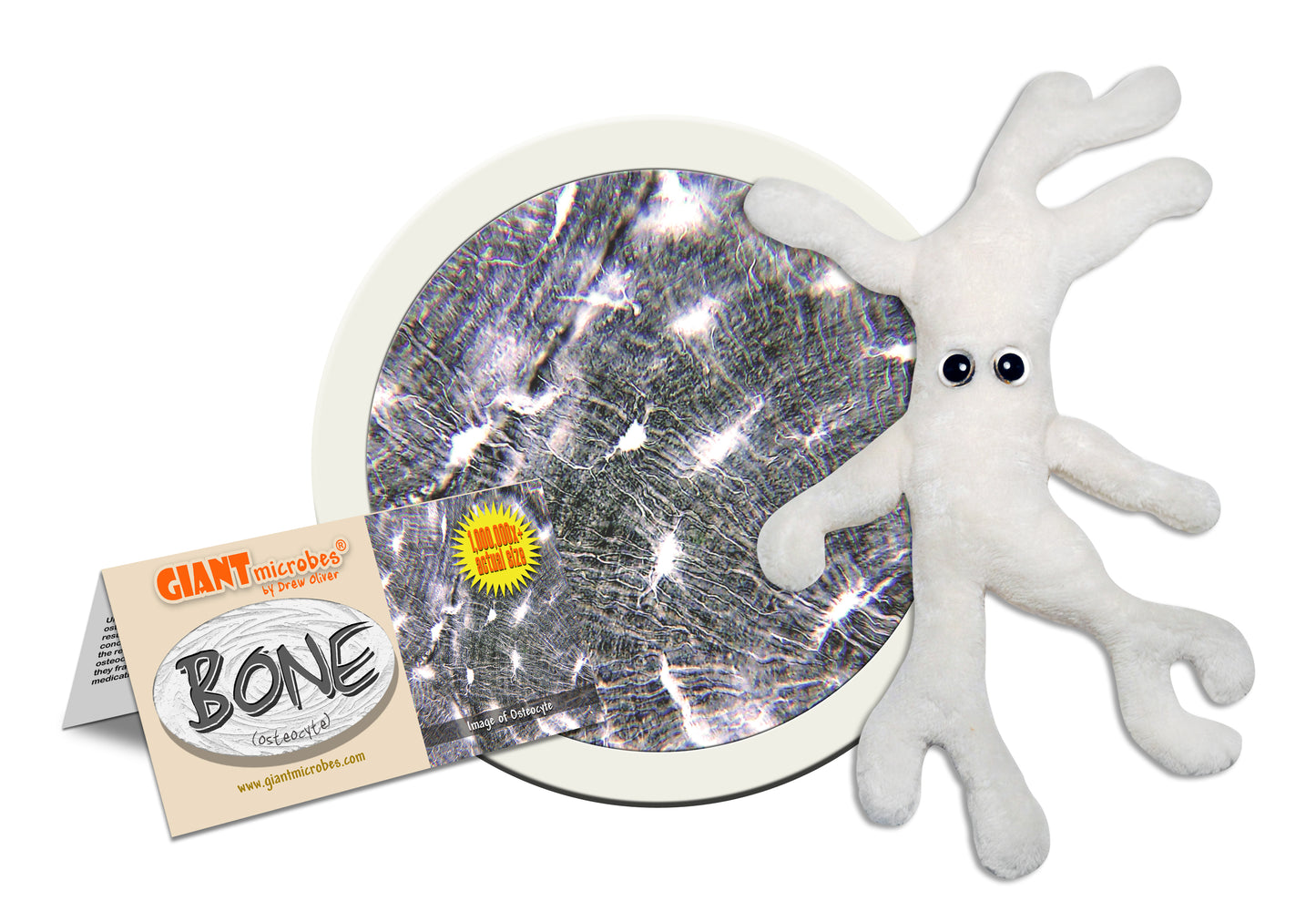 Bone Cell (Osteocyte)