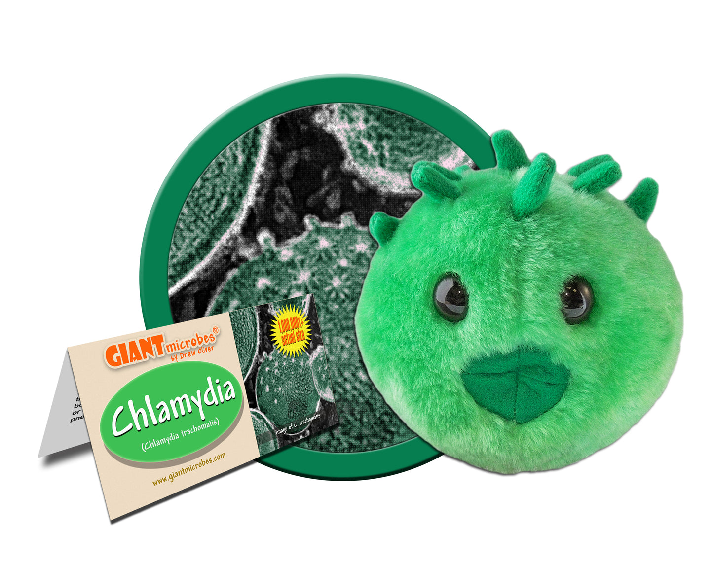 Chlamydia (Chlamydia Trachomatis)