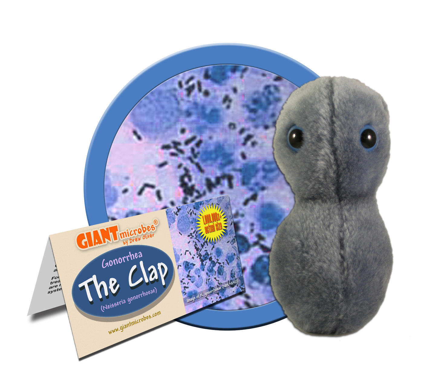 The Clap-Gonorrhea (Neisseria Gonorrhoeae)