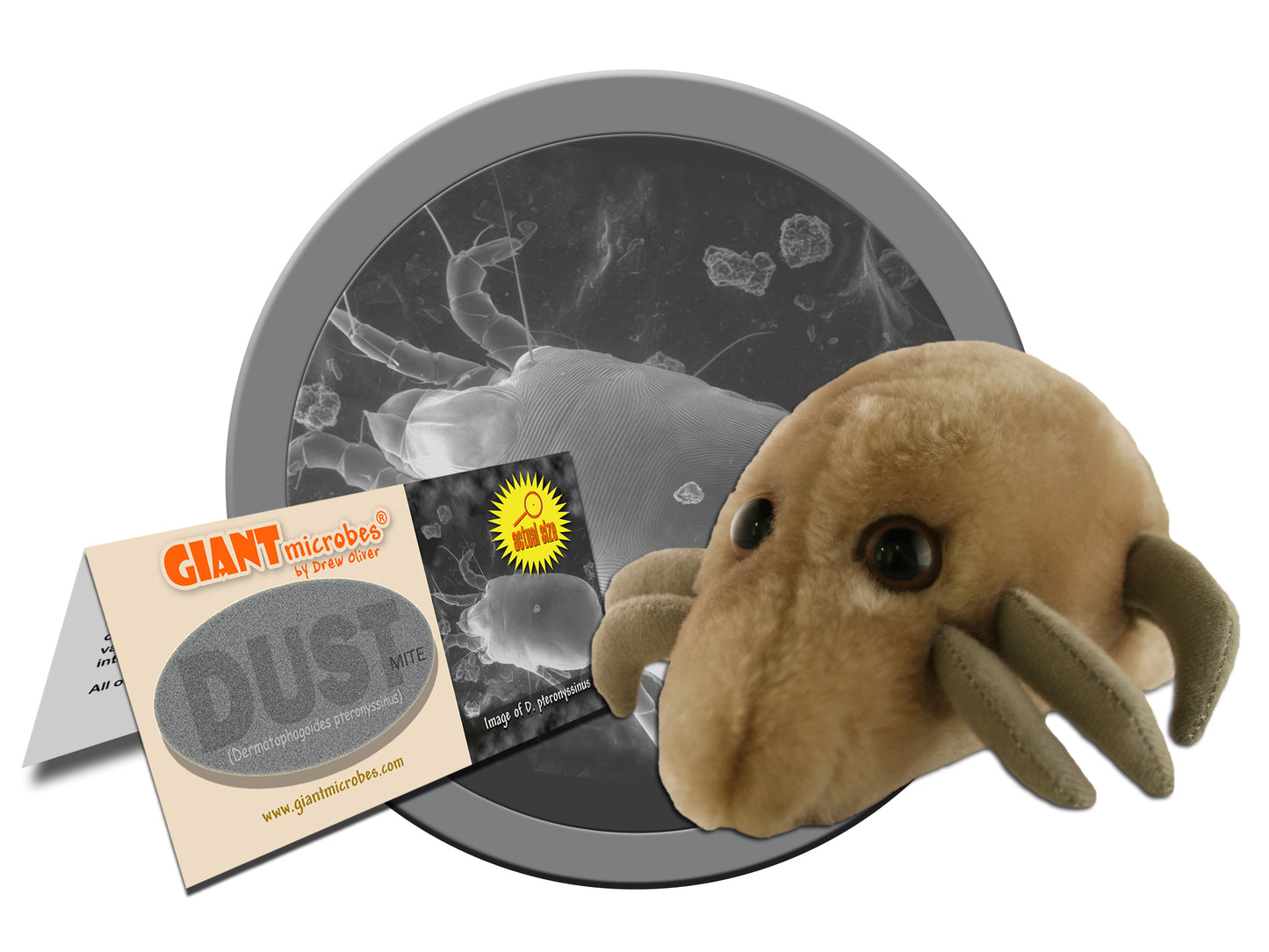 Dust Mite (Dermatophagoides Pteronyssinus)