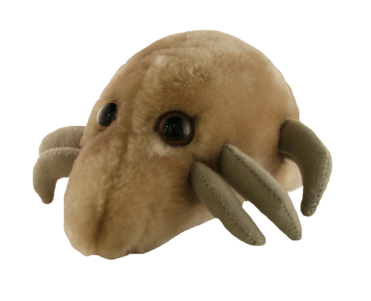 Dust Mite (Dermatophagoides Pteronyssinus)