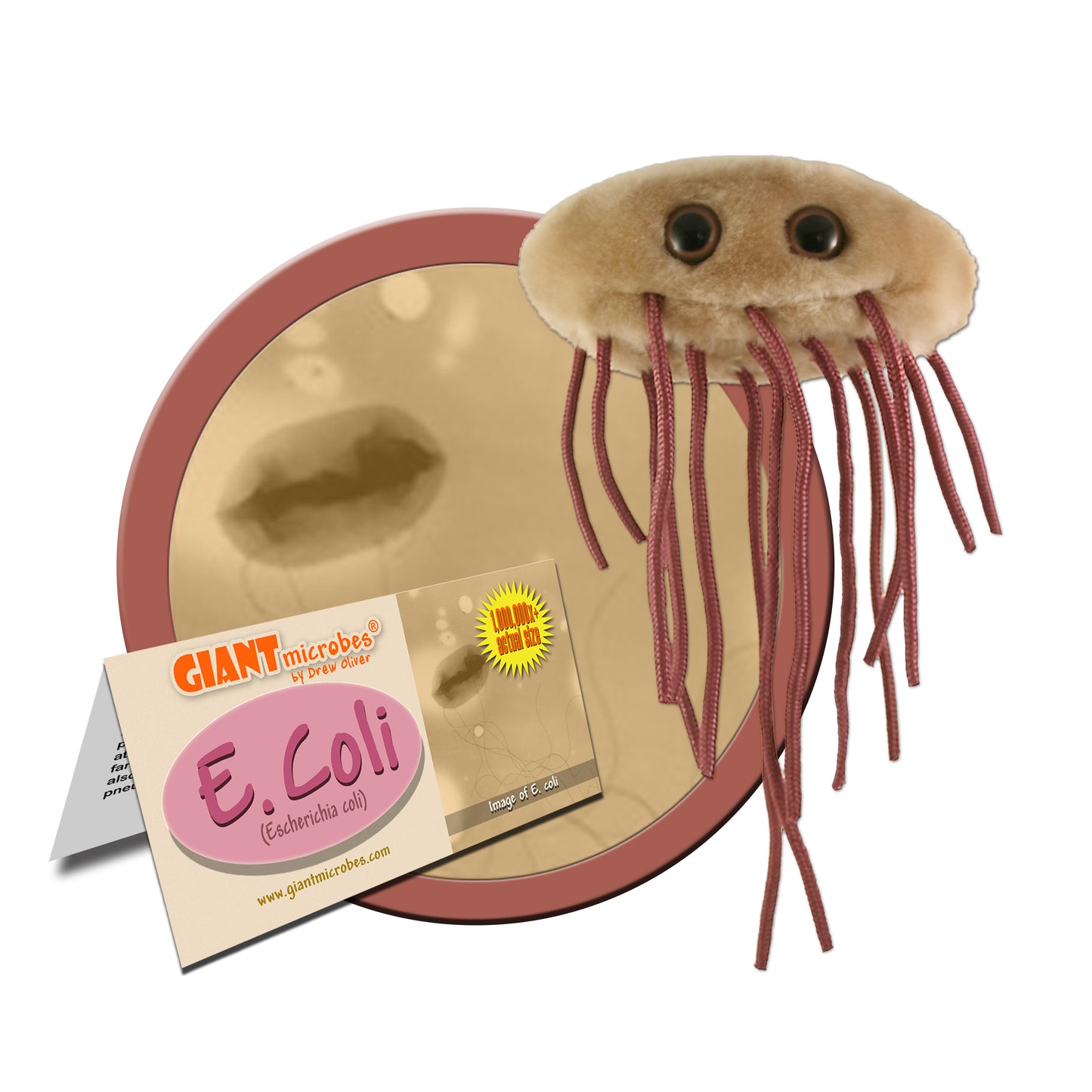 E.Coli (Escherichia Coli)