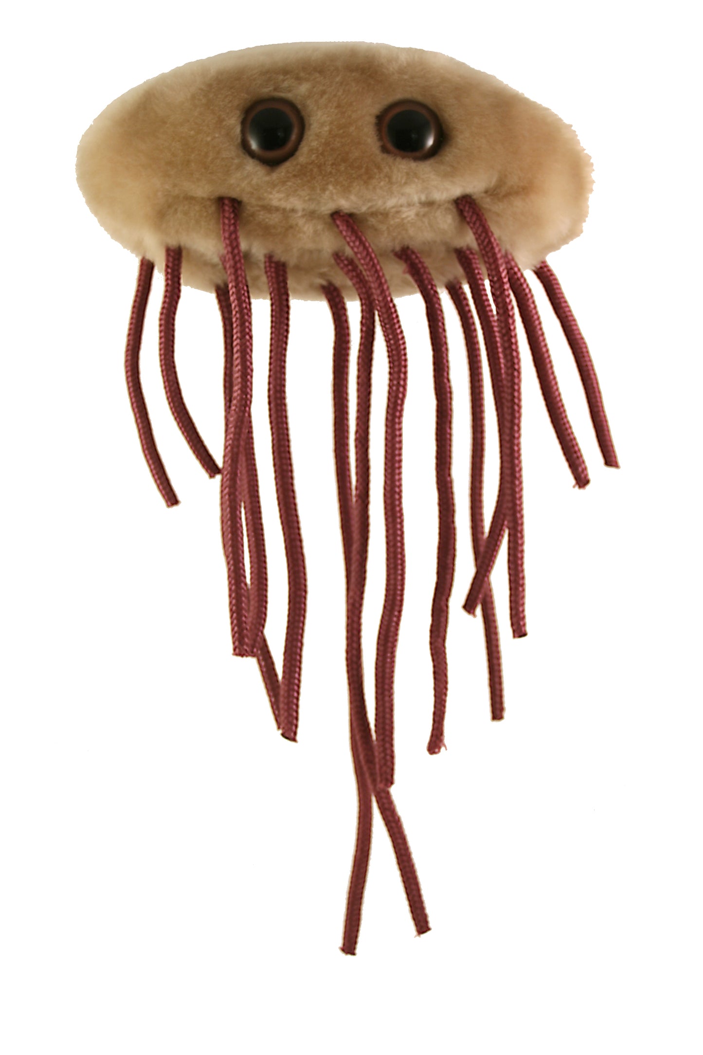 E.Coli (Escherichia Coli)