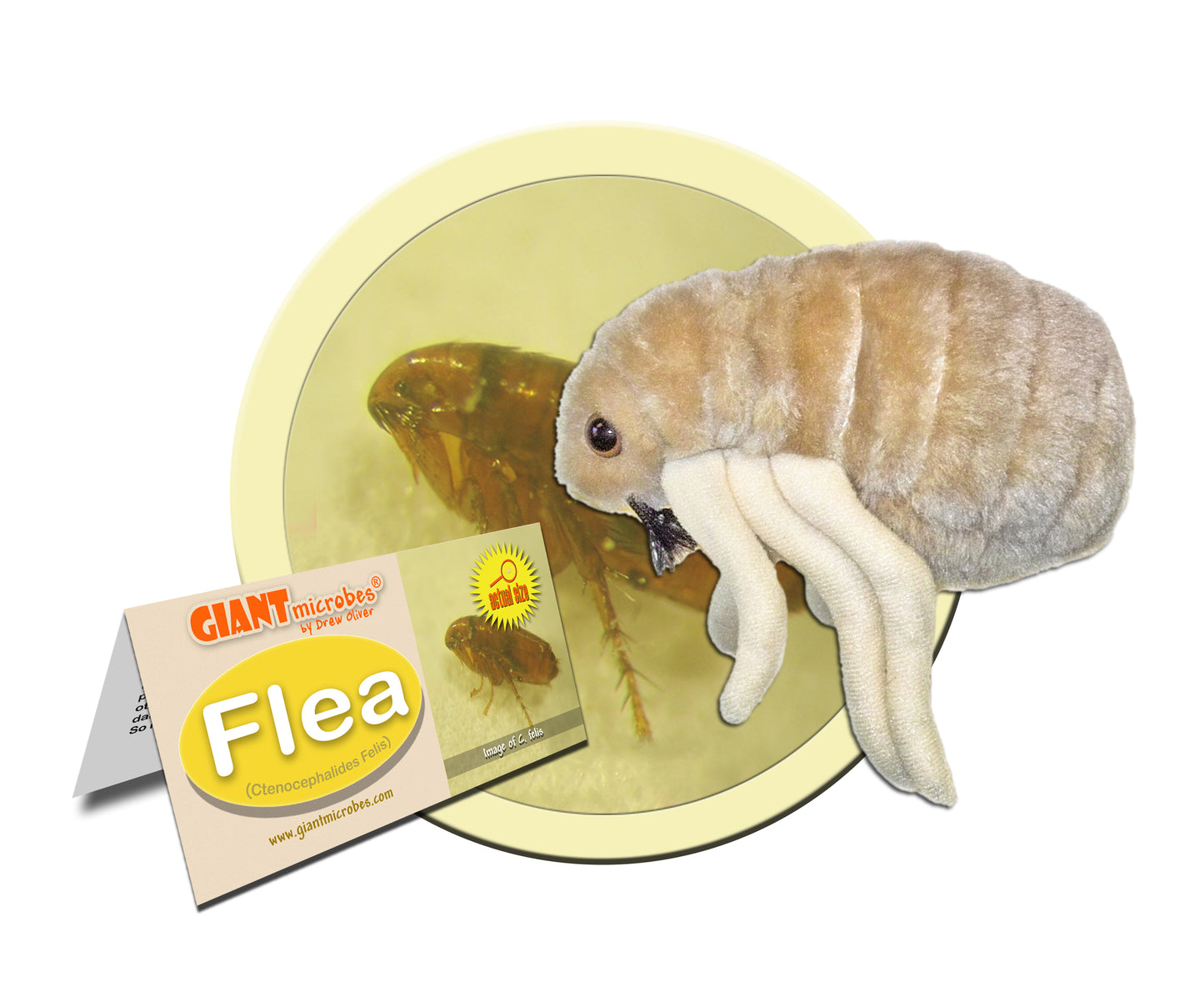 Flea (Ctenocephalides Felis)