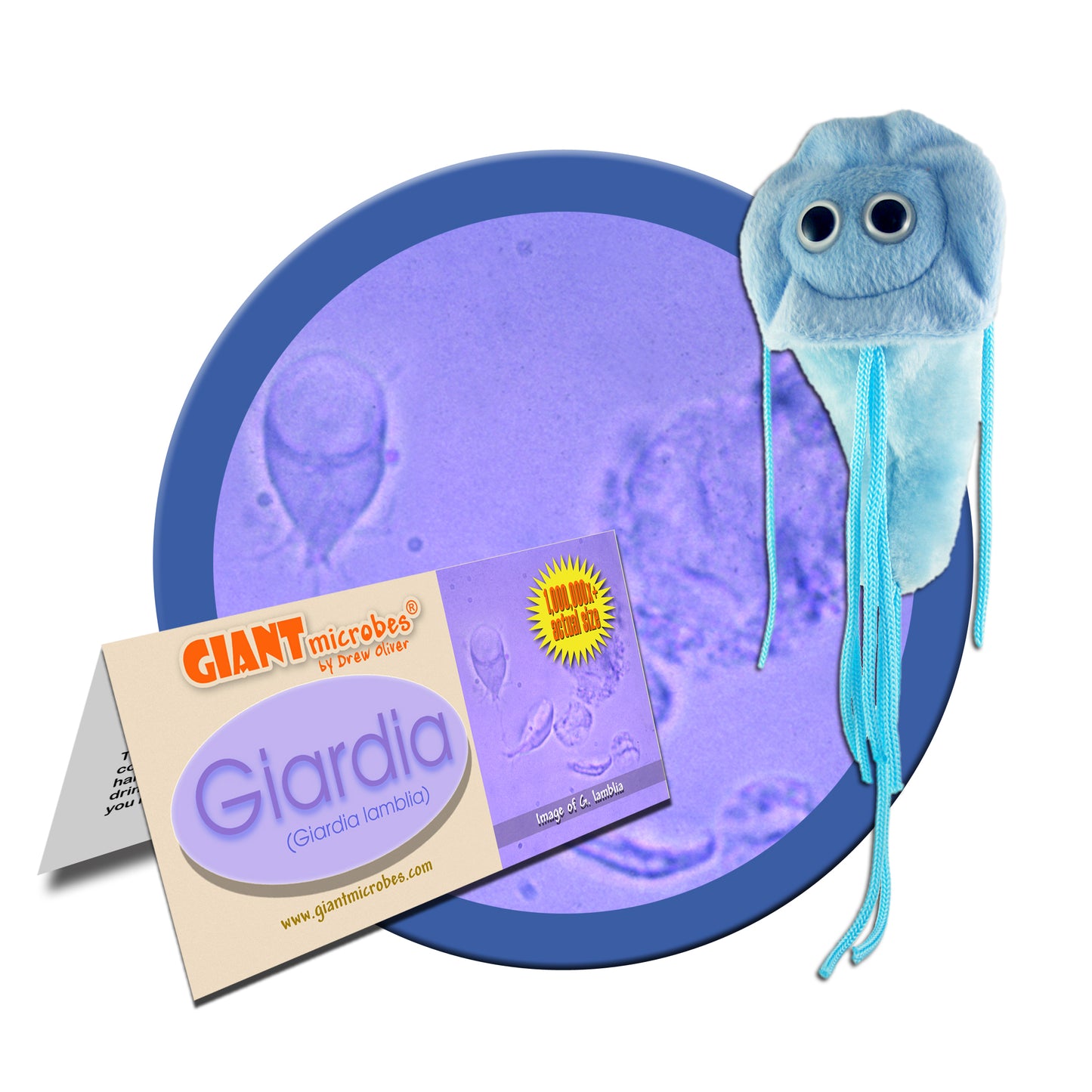 Giardia (Giardia Lamblia)