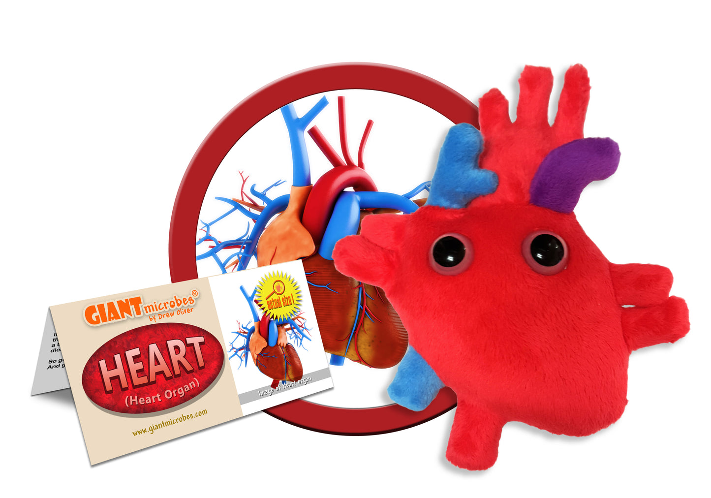 Heart (Heart Organ)