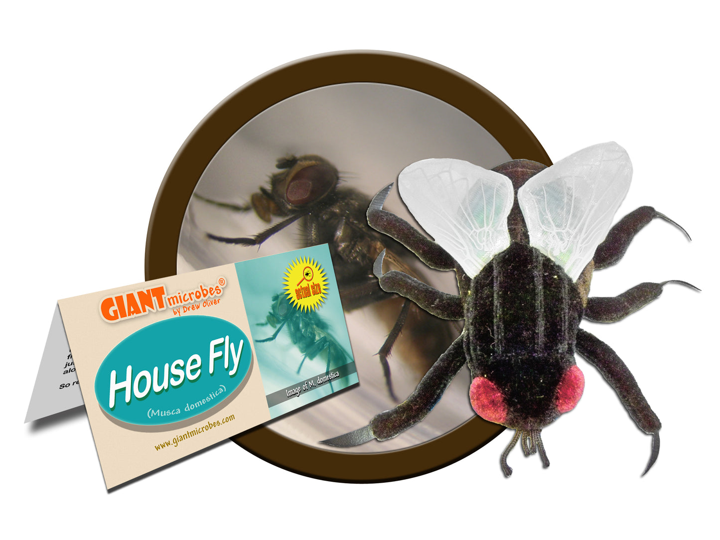 House Fly (Musca Domestica)