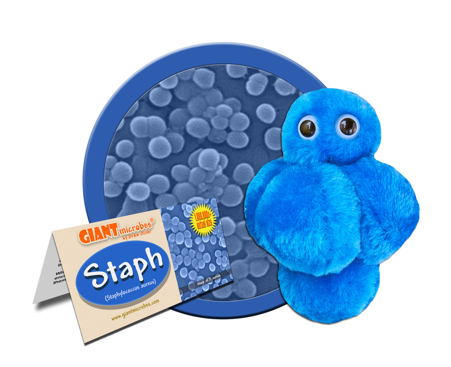 Staph (Staphylococcus Aureus)