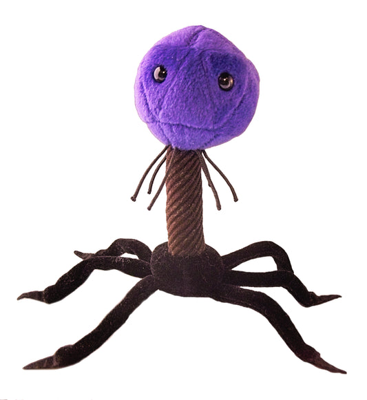 T4 (T4-Bacteriophage)