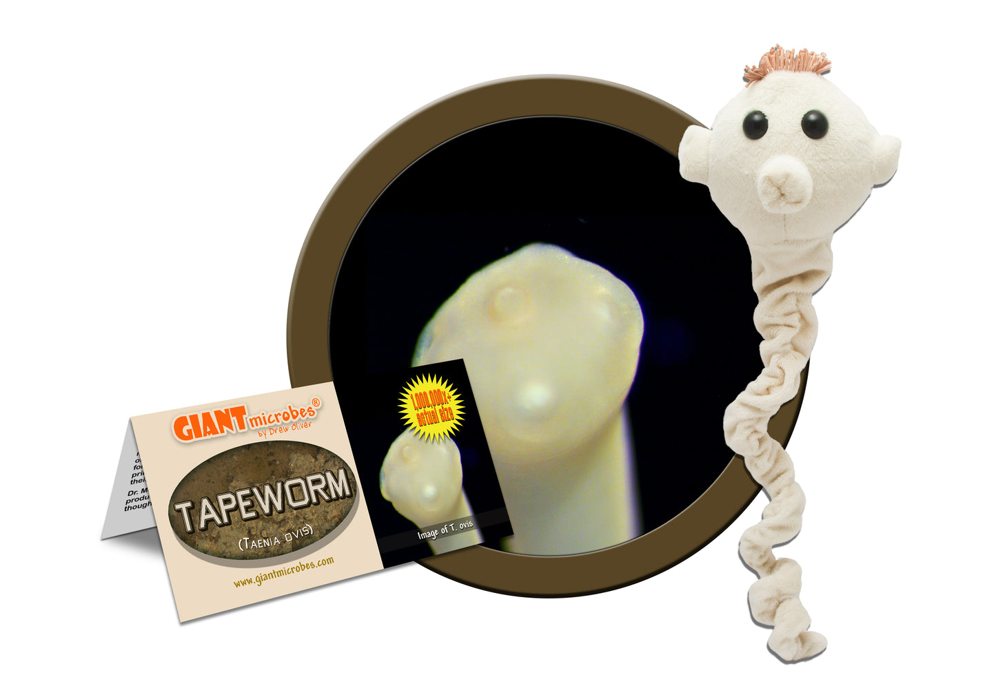 Tapeworm (Taenia Ovis)